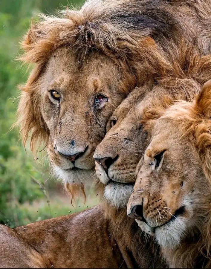π Kenya Safari Packages | Nairobi National Park & Maasai Mara Safaris