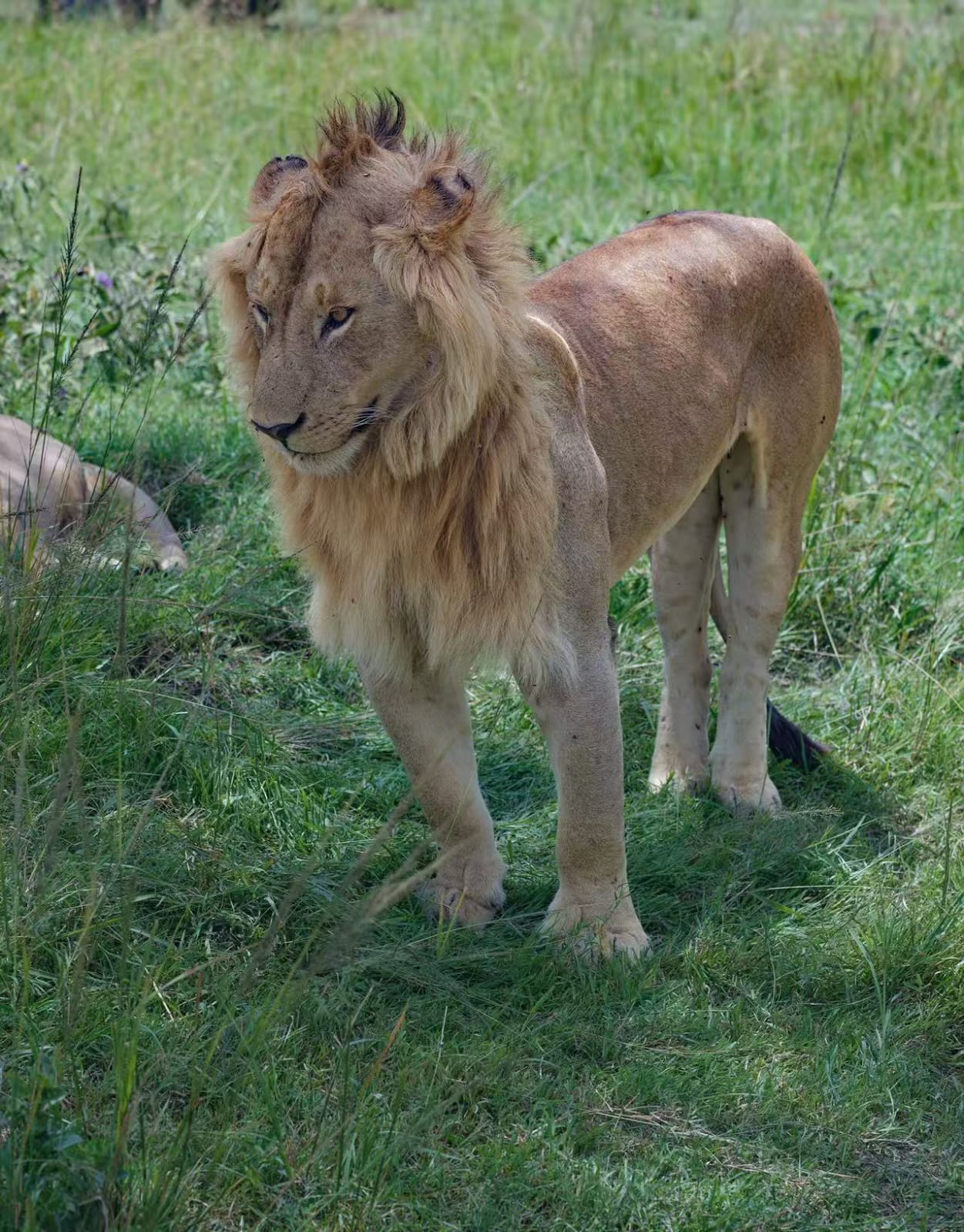 β° Maasai Mara 12-Hour Rule Explained (2026 Guide) π¦π